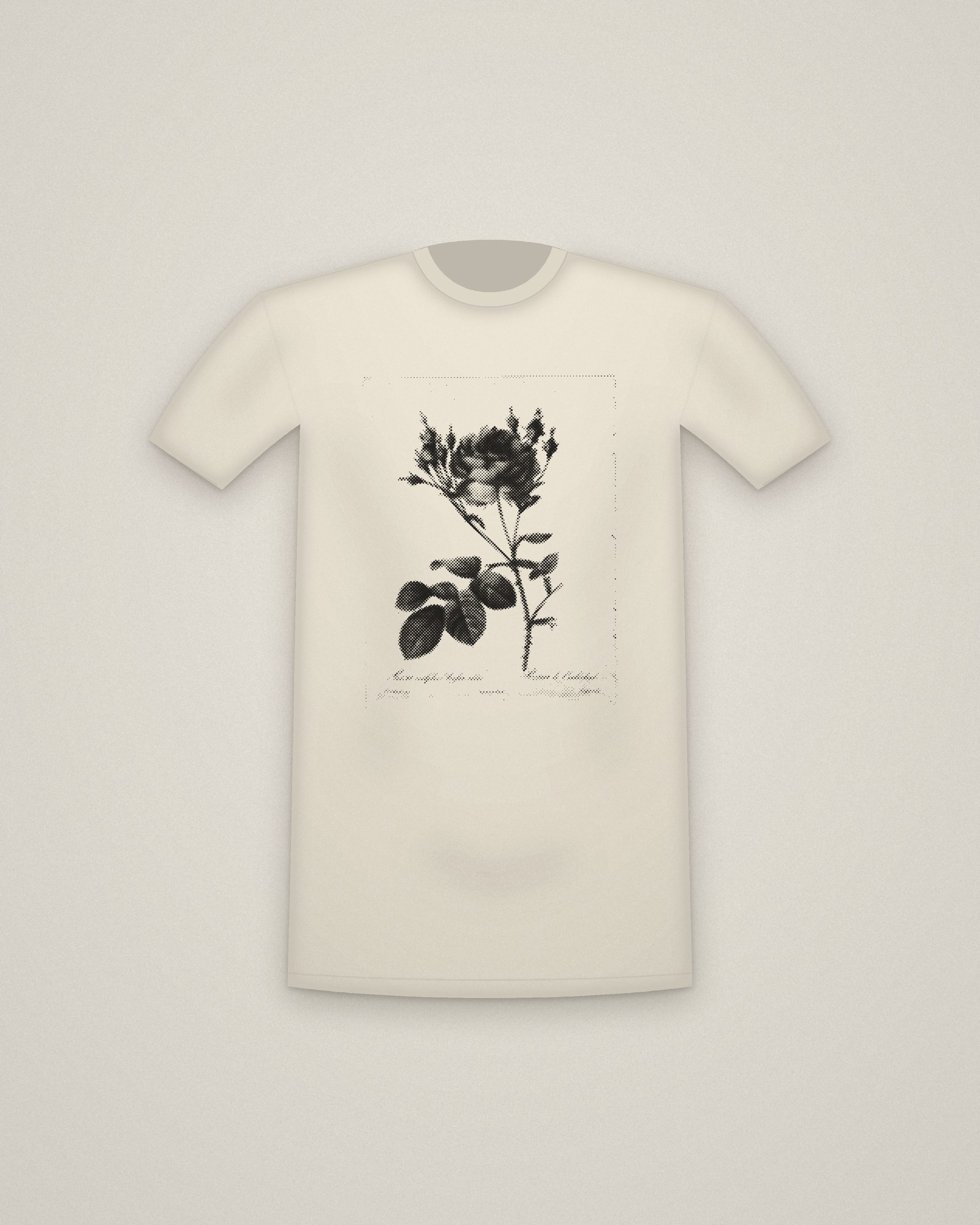 Cabbage Rose Tee in Natural, Rosa centifolia anglica rubra, from Les Roses printed in halftone
