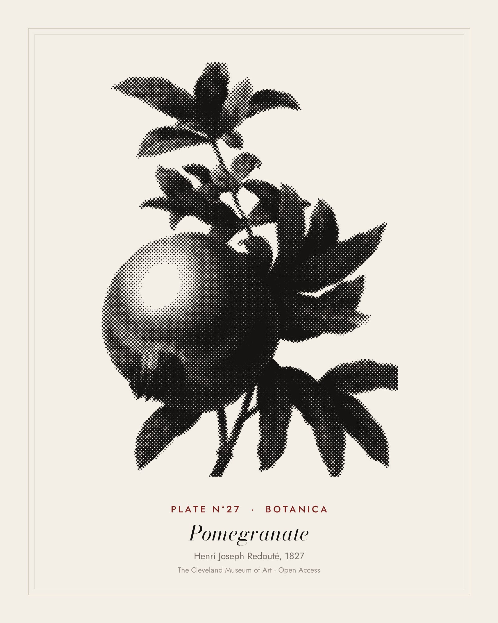 Plate N°27: Grenade, from Choix des plus belles fleurs, Henri Joseph Redouté, 1827