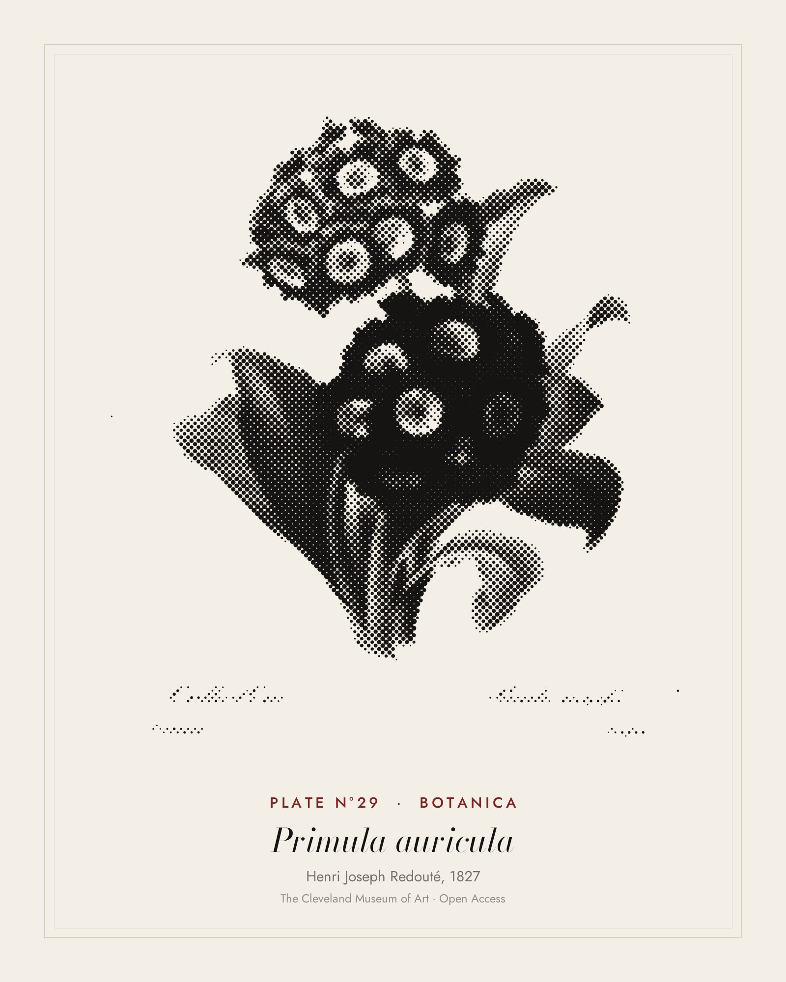 Plate N°29: Primula auricula, Henri Joseph Redouté, 1827