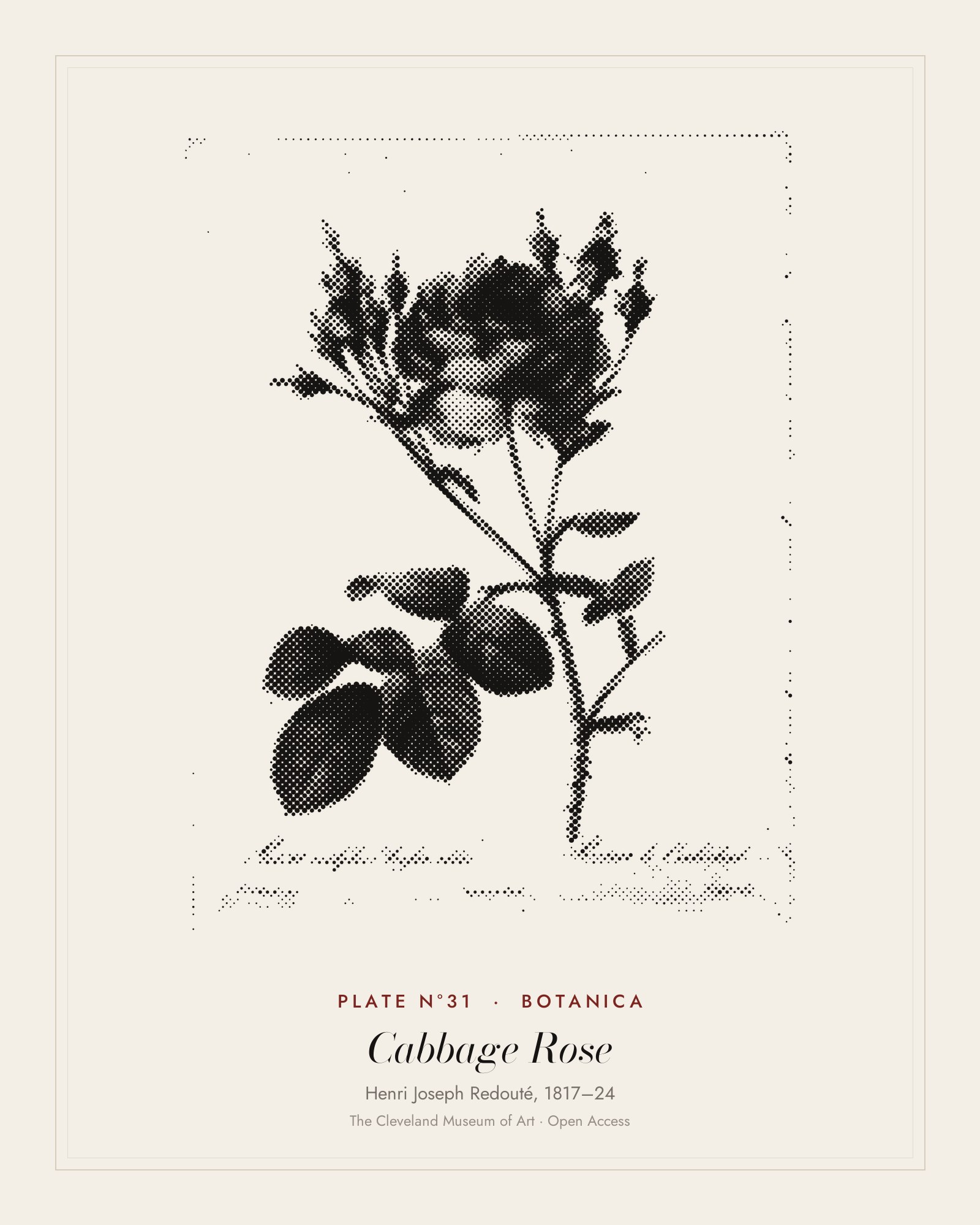 Plate N°31: Rosa centifolia anglica rubra, from Les Roses, Henri Joseph Redouté, 1817–24