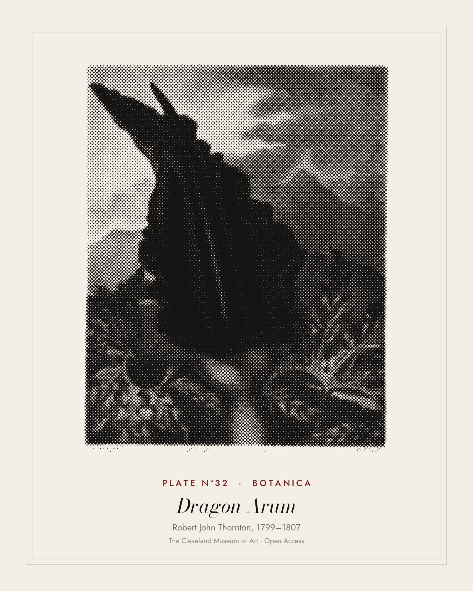 Plate N°32: The Dragon Arum, Black Calla or Solomon's Lily, from The Temple of Flora, Robert John Thornton, 1799–1807